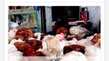 أسعار الدواجن في أسوان اليوم الثلاثاء 23-6-2026 أسعار الدواجن في أسوان اليوم الثلاثاء 23-6-2026