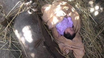 العثور على طفلة رضيعة بجوار عشة داخل أرض زراعية بالغربية
