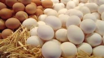 ارتفاع مفاجئ في سعر كرتونة البيض بالأسواق