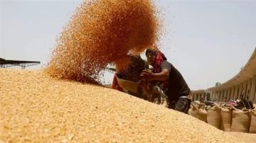 الأغذية العالمي: مصر بتستهلك 20 مليون طن قمح سنويا.. 10 مليون استيراد فيديو