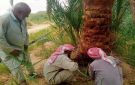 مكافحة سوسة النخيل الحمراء في نحو 1000 نخلة بواحة سيوة صور