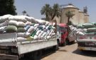 سوهاج تعادل إجمالي توريد قمح العام الماضي وتتوقع بلوغ 200 ألف طن بحلول أغسطس