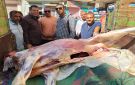 محافظ أسيوط: ضبط عجل مذبوح خارج المجازر الحكومية ومصاب باليرقان بمنفلوط صور - eg