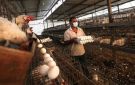 البيض في خطر.. شعبة الدواجن: القطاع بينزف وخسائر 30 في الإنتاج فيديو