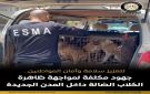 خطة متكاملة لمواجهة ظاهرة الكلاب الضالة داخل المدن الجديدة.. تفاصيل