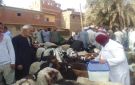  تحصين 227 ألف رأس ماشية وضبط 27 طن لحوم ودواجن فاسدة بالجيزة صور