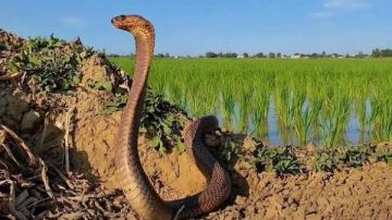 غزو الثعابين يفتح ملف الوقاية.. هل تكفي الأمصال وحدها؟ غزو الثعابين يفتح ملف الوقاية.. هل تكفي الأمصال وحدها؟