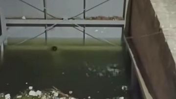 غرق طفلة فى مياه نهر النيل بالقناطر وجهود للعثور عليها غرق طفلة فى مياه نهر النيل بالقناطر وجهود للعثور عليها