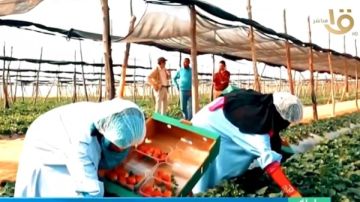الصادرات الزراعية المصرية تتجاوز 5 ملايين طن الصادرات الزراعية المصرية تتجاوز 5 ملايين طن