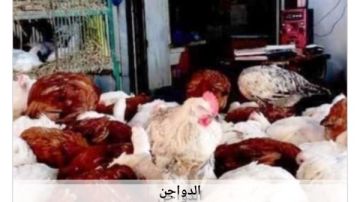 أسعار الدواجن في أسوان اليوم الخميس 30-7-2026 أسعار الدواجن في أسوان اليوم الخميس 30-7-2026