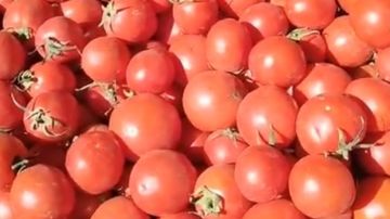 الطماطم تعاود الارتفاع .. مقاجأة في أسعار الخضروات اليوم الطماطم تعاود الارتفاع .. مقاجأة في أسعار الخضروات اليوم