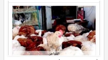 أسعار الدواجن في أسوان اليوم السبت 11-7-2026 أسعار الدواجن في أسوان اليوم السبت 11-7-2026