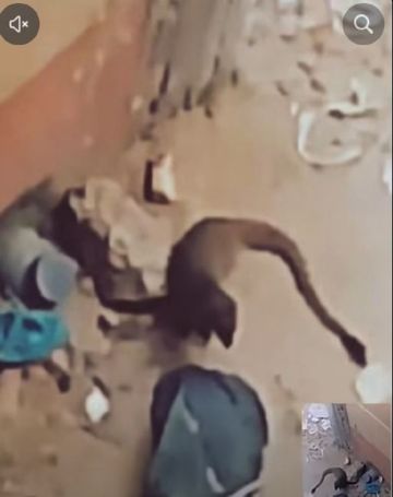 مصر.. ظهور حيوان بذيل ضخم يثير الرعب
