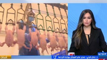 مدير عام المجازر توضح حقيقة حقن الفراخ بالهرمونات مدير عام المجازر توضح حقيقة حقن الفراخ بالهرمونات