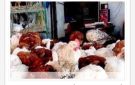 أسعار الدواجن في أسوان اليوم الجمعة، 3-7-2026
