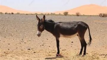 التحفظ على حمار نافق في المنيا التحفظ على حمار نافق في المنيا