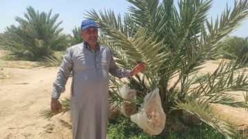 ملكة التمور تستعد للتتويج.. بشائر موسم المجدول تزين مزارع طور سيناء ملكة التمور تستعد للتتويج.. بشائر موسم المجدول تزين مزارع طور سيناء