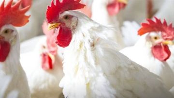85 مليون دجاجة شهريا.. حقيقة طرح الدواجن على بطاقات التموين 85 مليون دجاجة شهريا.. حقيقة طرح الدواجن على بطاقات التموين