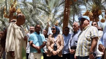 محافظ الوادي الجديد تشهد حصاد البرحي بمزارع وزارة الزراعة بشرق العوينات محافظ الوادي الجديد تشهد حصاد البرحي بمزارع وزارة الزراعة بشرق العوينات