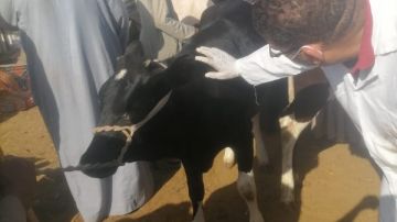 الأقصر تتحرك لحماية الثروة الحيوانية.. فحص وتحصين الماشية داخل سوق إسنا الأقصر تتحرك لحماية الثروة الحيوانية.. فحص وتحصين الماشية داخل سوق إسنا