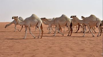 حكم عمل مسابقات للخيل والحمير والإبل .. دار الإفتاء تجيب حكم عمل مسابقات للخيل والحمير والإبل .. دار الإفتاء تجيب