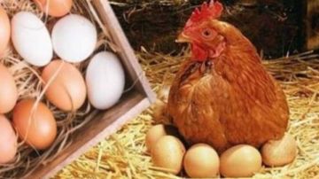 الكيلو يخسر 20 جنيها.. لماذا انهارت أسعار الدواجن؟ .. الاتحاد يكشف السر الكيلو يخسر 20 جنيها.. لماذا انهارت أسعار الدواجن؟ .. الاتحاد يكشف السر