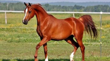 هل عمل مسابقات للخيل حرام شرعا؟.. الإفتاء توضح هل عمل مسابقات للخيل حرام شرعا؟.. الإفتاء توضح