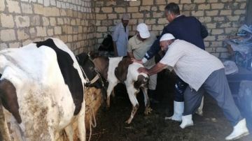 انطلاق حملة تحصين الماشية ضد الحمى في الأقصر.. السبت انطلاق حملة تحصين الماشية ضد الحمى في الأقصر.. السبت