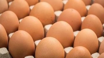 شعبة الدواجن تحذر: ارتفاع سعر البيض مع بدء العام الدراسي