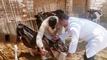 العيادة قد تغلق .. ماذا يقول القانون عن مخالفات مزاولة الطب البيطري؟