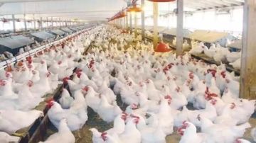 بكام الفراخ انهاردة.. أسعار الدواجن والبانيه اليوم الثلاثاء بالأسواق
