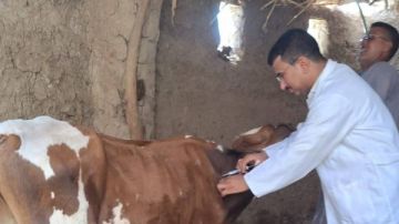 غدا .. انطلاق حملة تحصين الماشية ضد الحمى القلاعية والوادي المتصدع بقنا غدا .. انطلاق حملة تحصين الماشية ضد الحمى القلاعية والوادي المتصدع بقنا