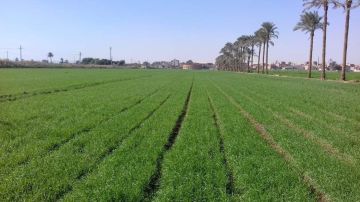 كيف ساهمت المشروعات العملاقة واستصلاح الأراضي في تعزيز الأمن الغذائي؟ كيف ساهمت المشروعات العملاقة واستصلاح الأراضي في تعزيز الأمن الغذائي؟