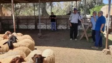 دماء وراثية جديدة لتحسين القطعان.. خطة بحثية لزيادة الإنتاج الحيواني دماء وراثية جديدة لتحسين القطعان.. خطة بحثية لزيادة الإنتاج الحيواني