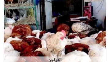 أسعار الدواجن في أسوان اليوم السبت 22-8-2026 أسعار الدواجن في أسوان اليوم السبت 22-8-2026