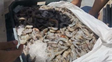 ضبط طن جمبري غير صالح للاستهلاك الآدمي في سنورس بالفيوم ضبط طن جمبري غير صالح للاستهلاك الآدمي في سنورس بالفيوم