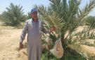  ملكة التمور تستعد للتتويج.. بشائر موسم المجدول تزين مزارع طور سيناء - eg