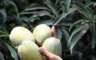 المانجو والطماطم الأكثر تضررا.. كيف تواجه المحاصيل الزراعية ارتفاع درجات الحرارة؟