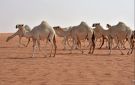 حكم عمل مسابقات للخيل والحمير والإبل .. دار الإفتاء تجيب