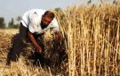 الحكومة المصرية تنفي خفض حصة الأسمدة المدعمة - eg