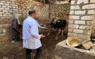 انطلاق الحملة القومية لتحصين الماشية في مصر.. السبت - eg