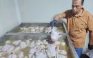 الدقهلية.. ضبط 5 أطنان مصنعات لحوم ودجاج غير صالحة للاستهلاك - eg