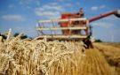 الزراعة: إنتاج القمح المصري يسجل أرقاما غير مسبوقة خلال موسم 2026
