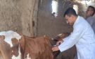 غدا .. انطلاق حملة تحصين الماشية ضد الحمى القلاعية والوادي المتصدع بقنا - eg