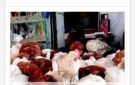 أسعار الدواجن في أسوان اليوم الأربعاء 5-8-2026
