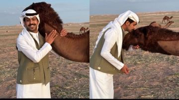 أسرار الإبل المليونية .. ناقة واحدة تتجاوز قيمتها ملايين الدولارات أسرار الإبل المليونية .. ناقة واحدة تتجاوز قيمتها ملايين الدولارات