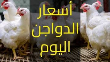 ارتفاع ثمن البيض.. أسعار الفراخ اليوم بالأسواق ارتفاع ثمن البيض.. أسعار الفراخ اليوم بالأسواق