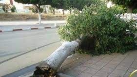 ما علاقة قطع الأشجار؟.. نشأت الديهي يطالب الحكومة بهذا الأمر ما علاقة قطع الأشجار؟.. نشأت الديهي يطالب الحكومة بهذا الأمر