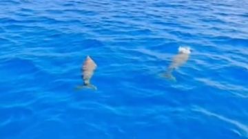 ظهور نادر لـ 3 أفراد من عروس البحر Dugong أمام الغردقة بالقرب من جزيرة مجاويش شاهد ظهور نادر لـ 3 أفراد من عروس البحر Dugong أمام الغردقة بالقرب من جزيرة مجاويش شاهد