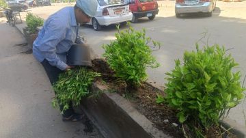 محافظ الجيزة: التوسع في التشجير وتجميل الطرق والميادين بعدد من الأحياء محافظ الجيزة: التوسع في التشجير وتجميل الطرق والميادين بعدد من الأحياء
